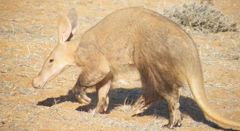 Отель Goibib Mountain Lodge