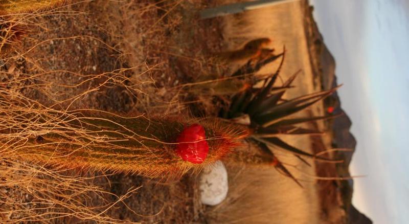 Отель Goibib Mountain Lodge