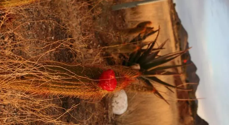 Отель Goibib Mountain Lodge