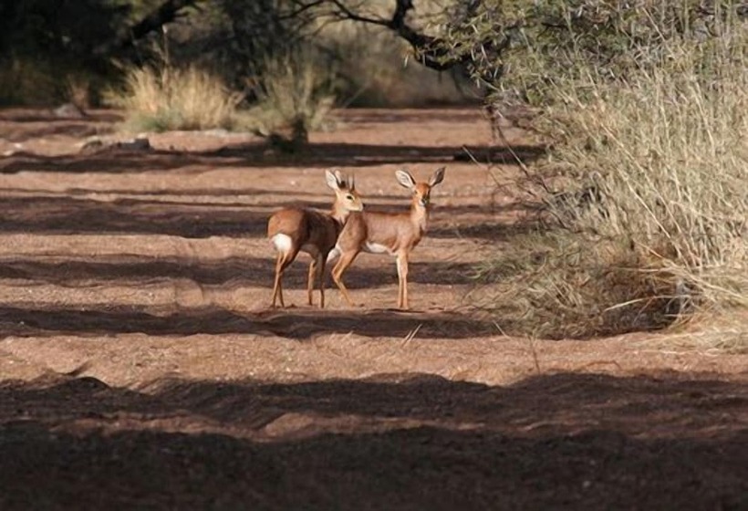 Отель Goibib Mountain Lodge