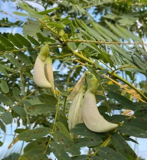 Hotelli เพชร รีสอร์ท นครไทย Phet Resort, Nakhonthai