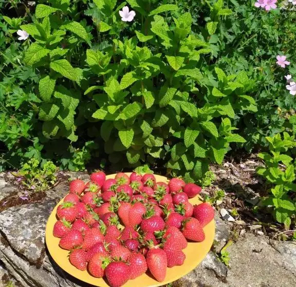 Aamiaismajoitus (B&B) La Bisquine