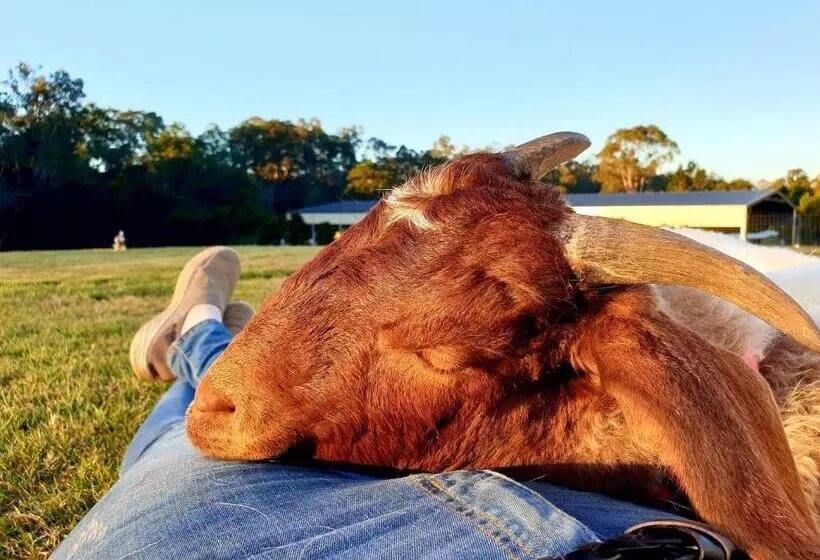 ホテル Fig Tree Farm B&b Highvale Farmstay Near Brisbane!