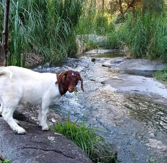 ホテル Fig Tree Farm B&b Highvale Farmstay Near Brisbane!
