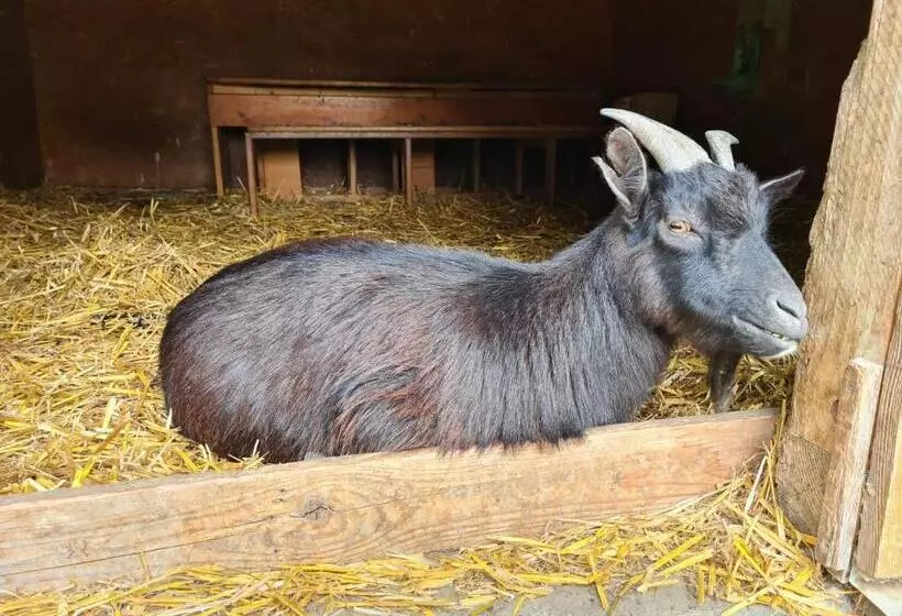 Majatalo Gutshof Kämmerich