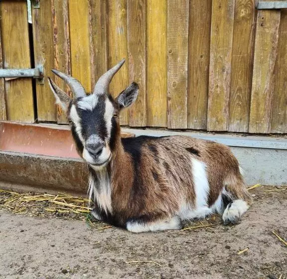 Majatalo Gutshof Kämmerich