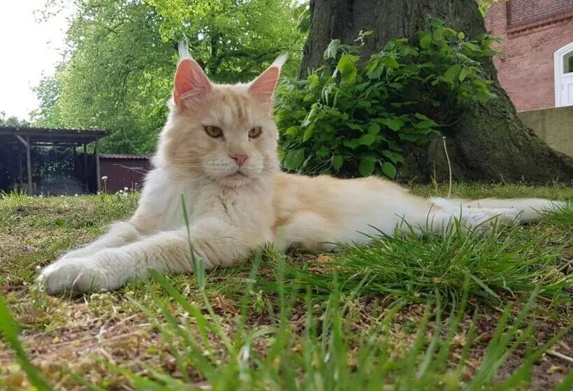 Majatalo Gutshof Kämmerich