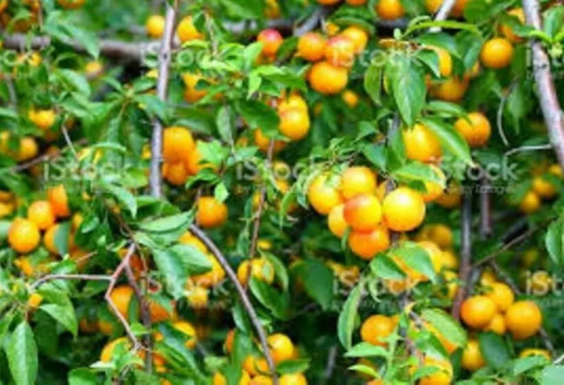 Aamiaismajoitus (B&B) Mirabelle