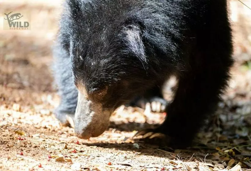 Hotelli Wilpattu Wildhideaway