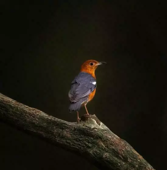 Hotelli Wilpattu Wildhideaway