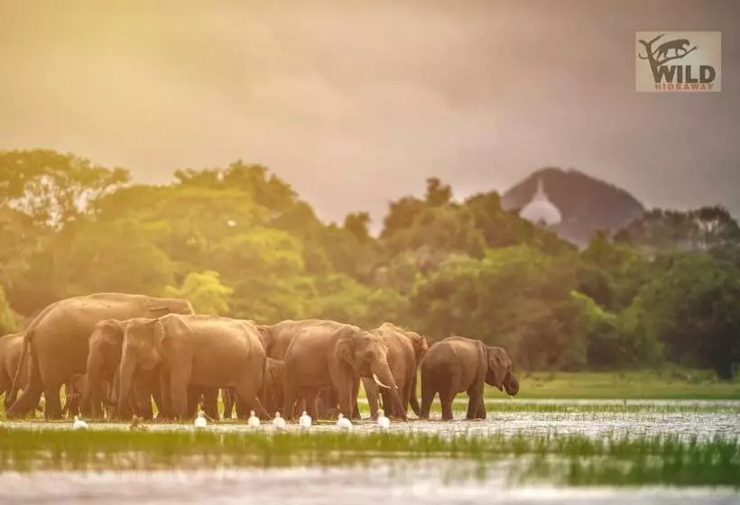 Hotelli Wilpattu Wildhideaway