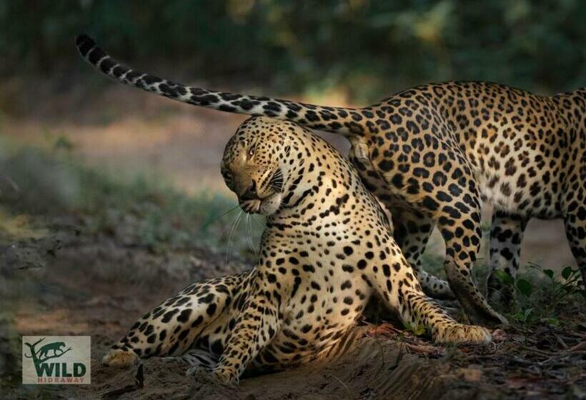 Hotel Wilpattu Wildhideaway