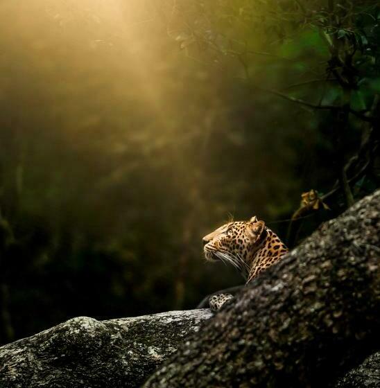 Hotel Wilpattu Wildhideaway