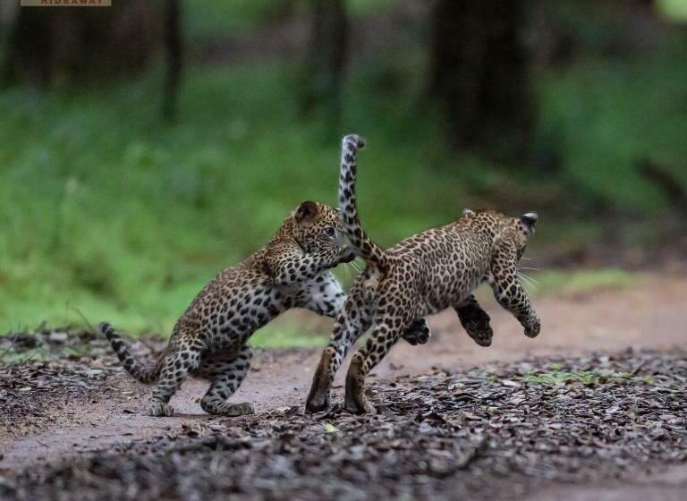 Hotel Wilpattu Wildhideaway
