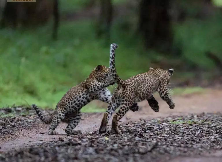 Hotelli Wilpattu Wildhideaway