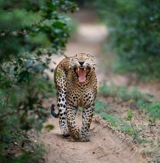 Hotel Wilpattu Wildhideaway