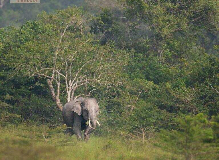 Hotel Wilpattu Wildhideaway