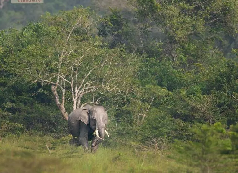 Hotelli Wilpattu Wildhideaway