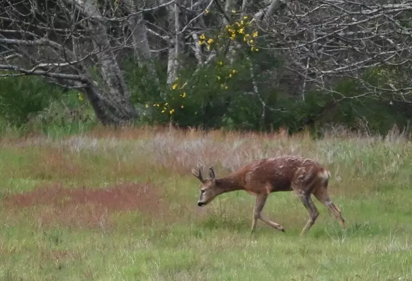 Aamiaismajoitus (B&B) Aux 3 Forêts