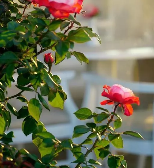 هتل Margie Mykonos