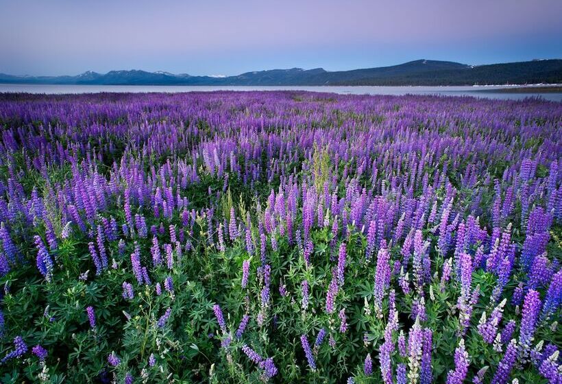 Отель River Ranch Lodge & Restaurant