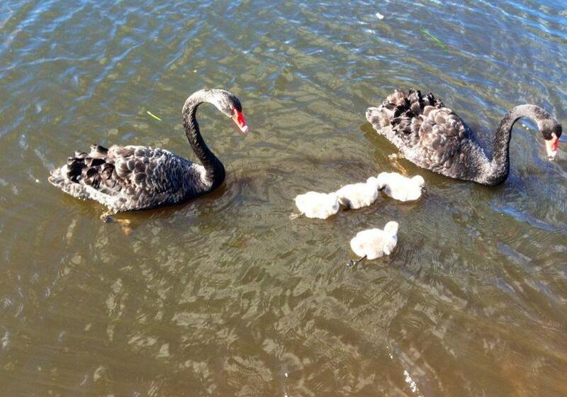 ホテル The Mirage Resort Alexandra Headland