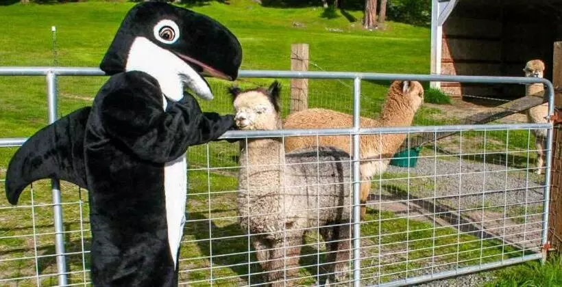 מוטל The Orca Inn