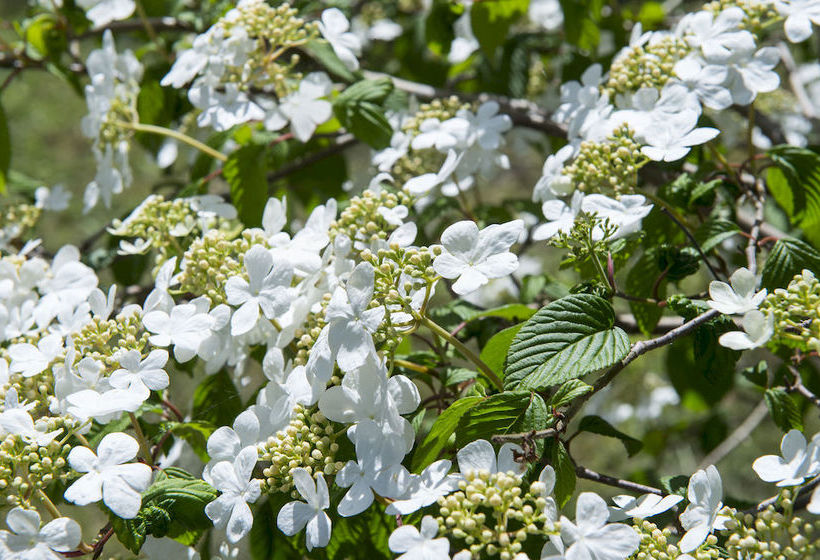 Loosdrecht Rien Van Den Broeke Village