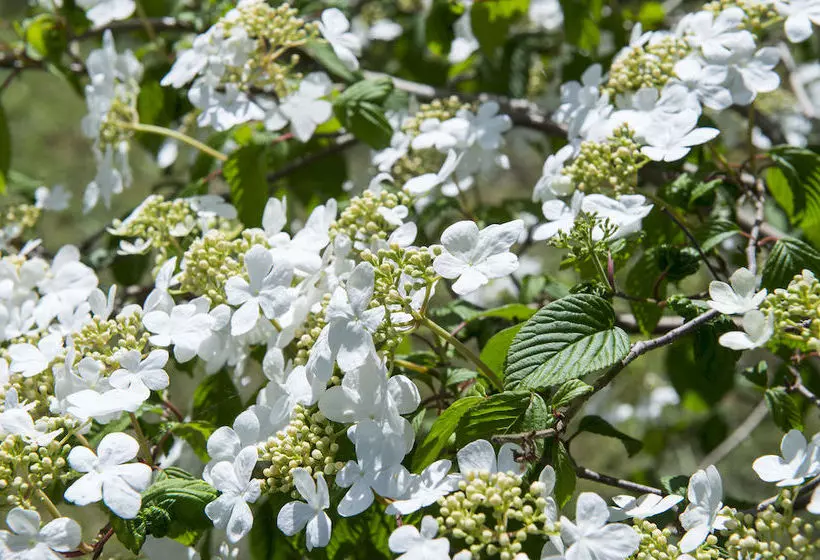 Loosdrecht Rien Van Den Broeke Village