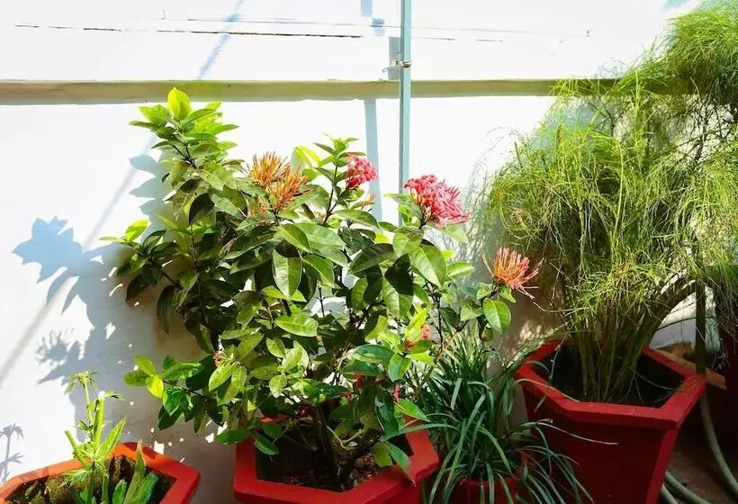 Bed and Breakfast Honolulu Home