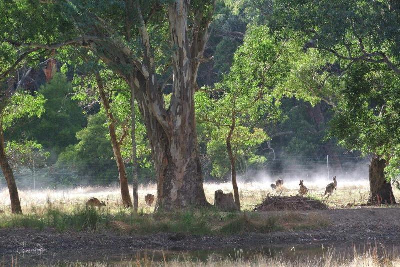 汽车旅馆  Kookaburra Motor Lodge