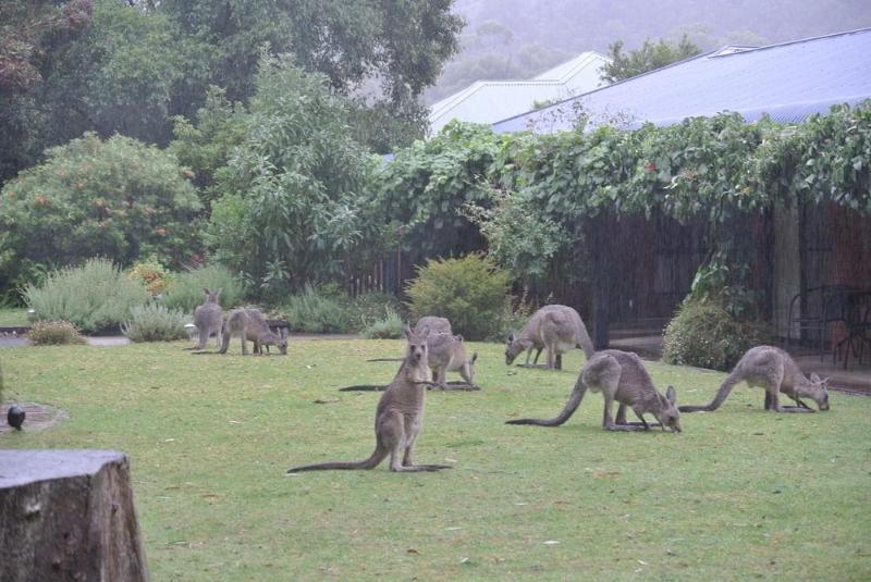 汽车旅馆  Kookaburra Motor Lodge