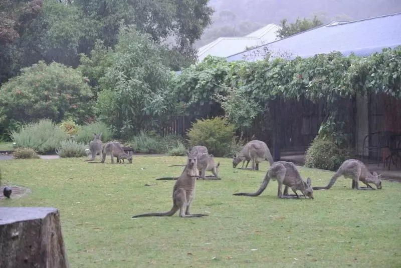 Мотель Kookaburra Motor Lodge