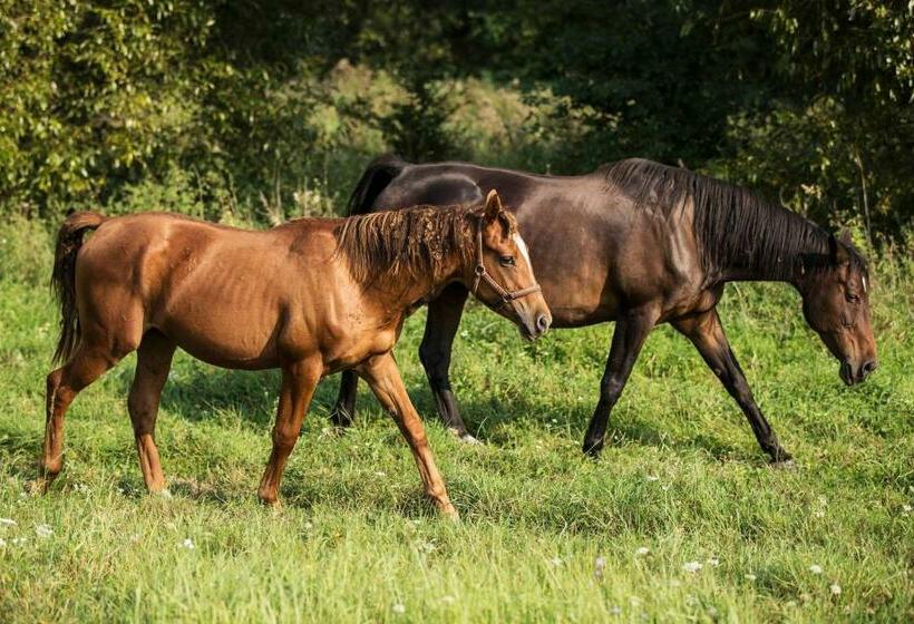 בית מלון כפרי Zielona Dolina