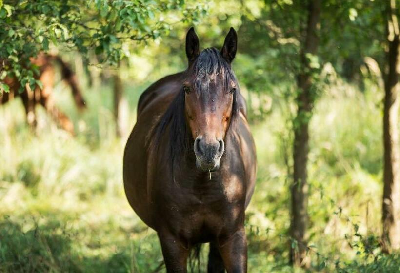 בית מלון כפרי Zielona Dolina