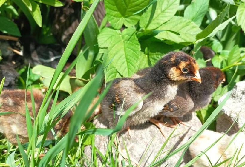 هتل Agroturystyka Pod Kogutem