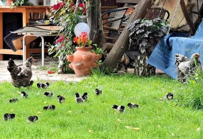 هتل Agroturystyka Pod Kogutem