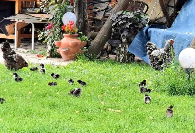 هتل Agroturystyka Pod Kogutem