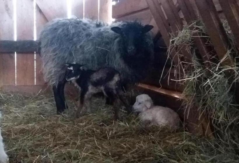 Отель Apartamenty Swojskie Klimaty