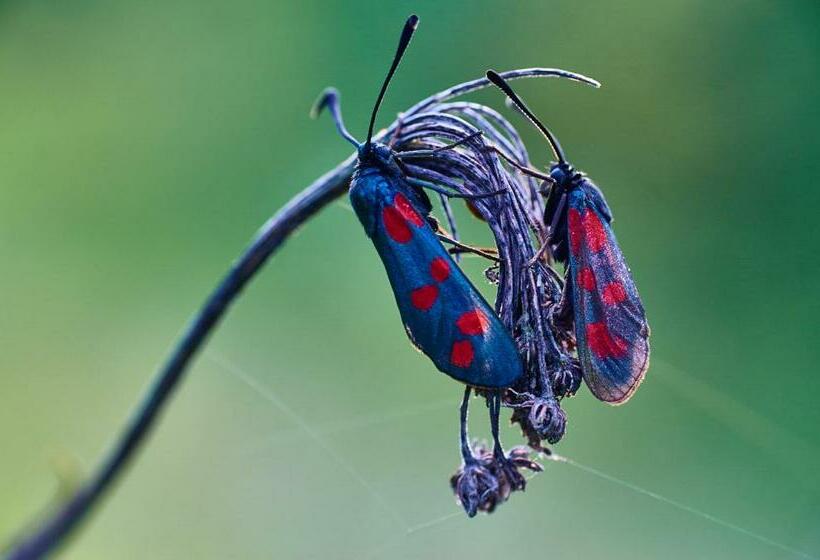 Bed and Breakfast Willa Bona Blisko Zamku Królewskiego I Rezerwatu W Gratisie Nocne Zwiedzanie Miasta Z Wyłączeniem 6