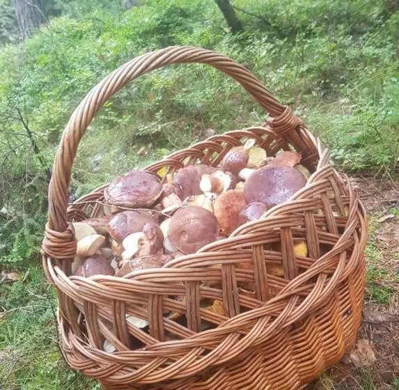 تختخواب و صبحانه Pokoje Gościnne Art  Dworek