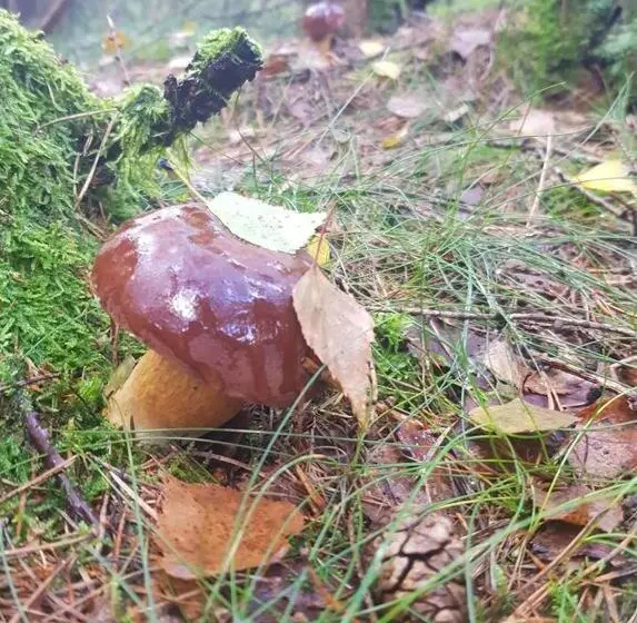 تختخواب و صبحانه Pokoje Gościnne Art  Dworek