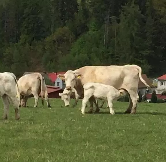 تختخواب و صبحانه Pokoje Gościnne Art  Dworek