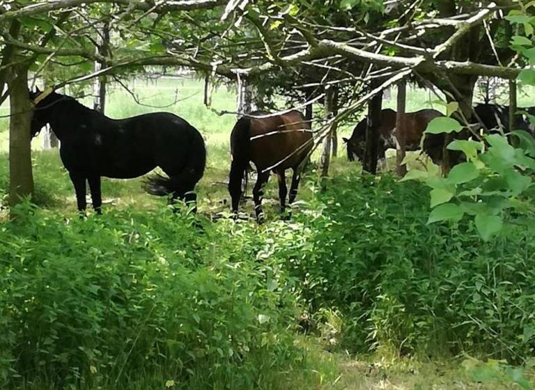 پانسیون Domek Bobrowe Zacisze 2