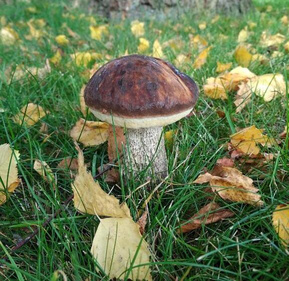 بنسيون Villa Jura Pokoje Gościnne