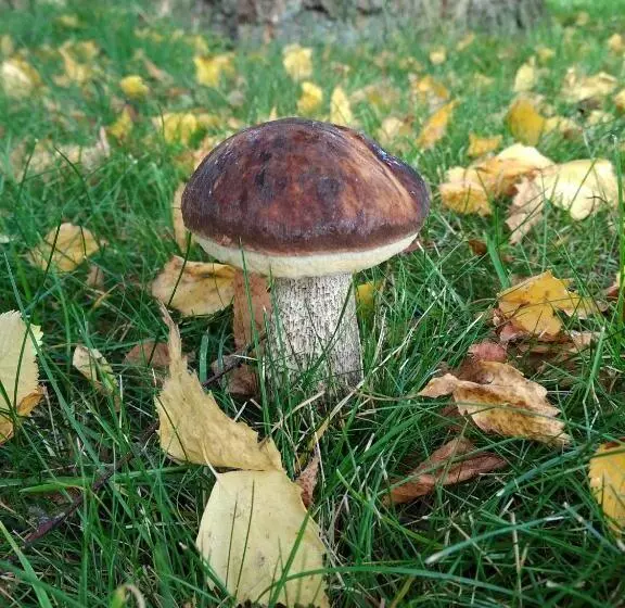 ペンション Villa Jura Pokoje Gościnne