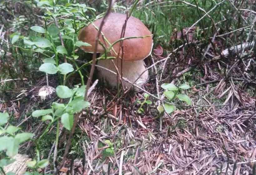 Majatalo Willa Szarotka