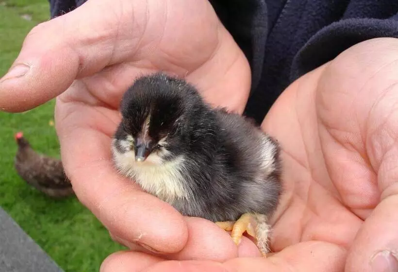 Отель Leworthy Farmhouse Bed And Breakfast