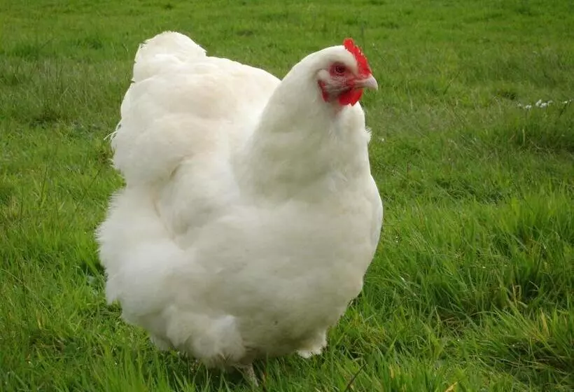 Отель Leworthy Farmhouse Bed And Breakfast