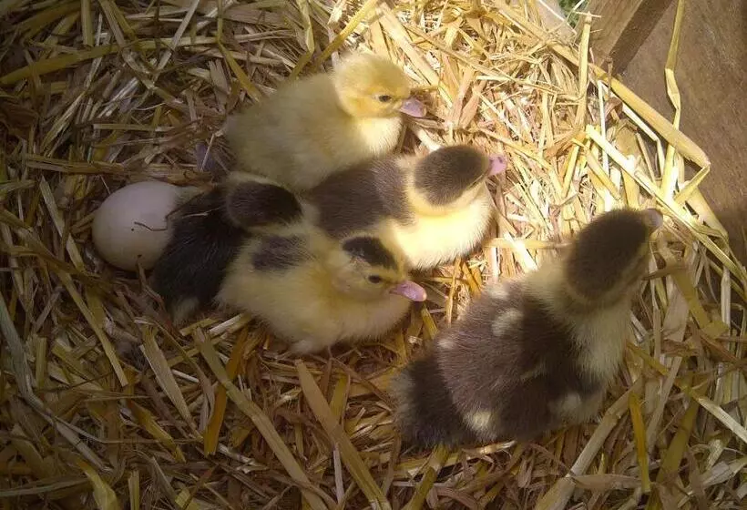 Отель Leworthy Farmhouse Bed And Breakfast